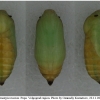 mel russiae pupa2 volg